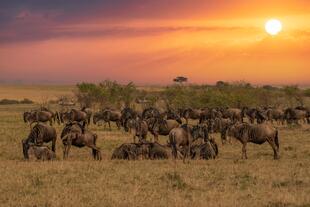 Sonnenuntergang im Serengeti Nationalpark 