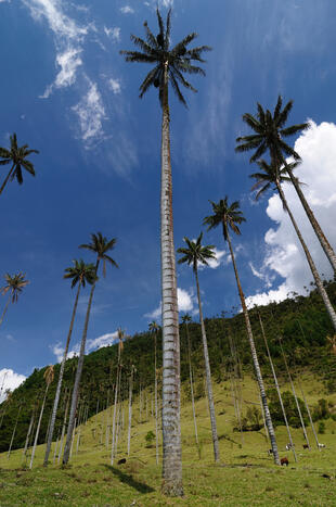 Wachspalmen im Cocora Tal