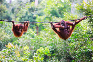 Hangelnde Orang Utans 