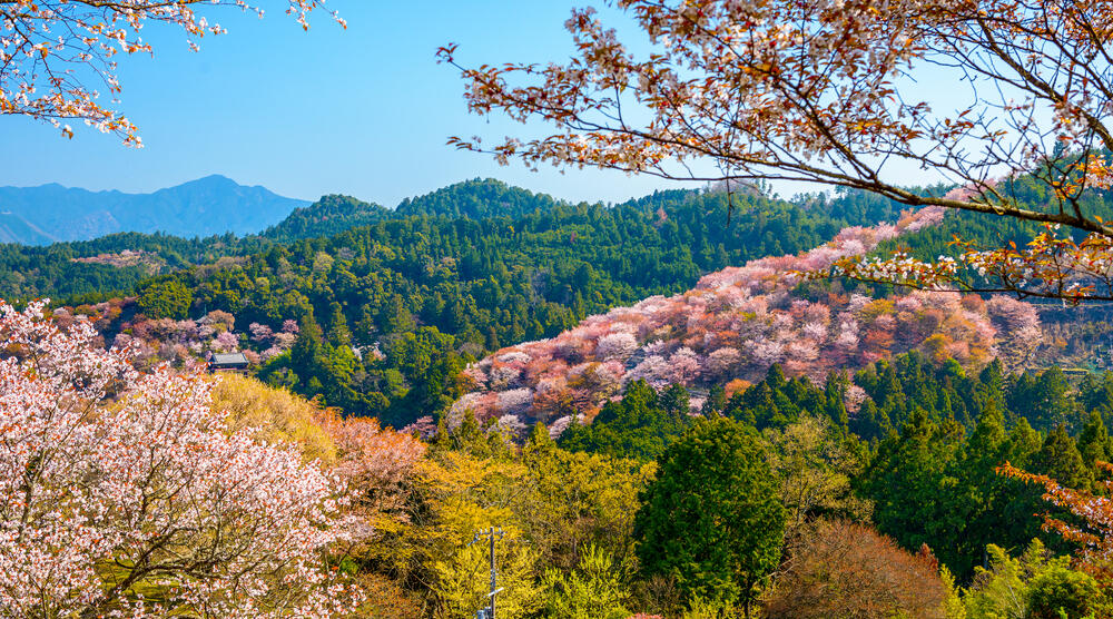 Nara im Frühjahr