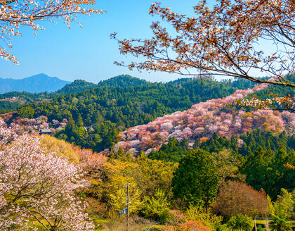 Nara im Frühjahr