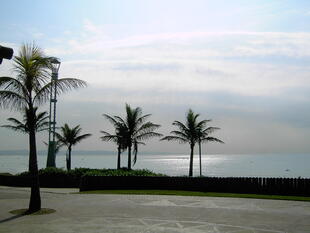 Palmen am Strand von Kapstadt