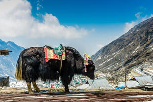 Yak in Sikkim