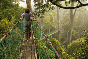 Canopy Walk