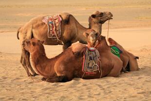 Kamele in der Wüste Gobi