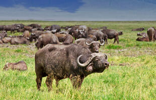 Tiere am Ngorongoro-Krater