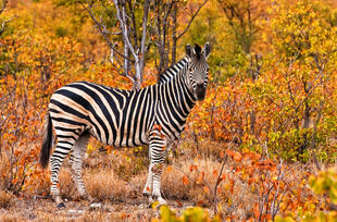 Zebra im Krüger Nationalpark