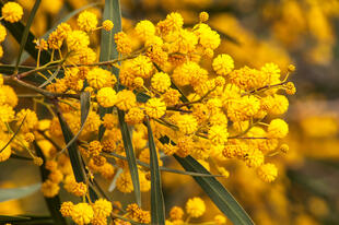 Blühende Mimose 