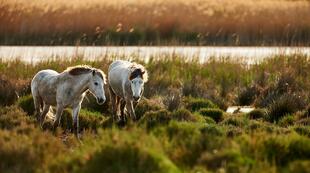 Camargue-Pferde