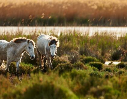 Camargue-Pferde