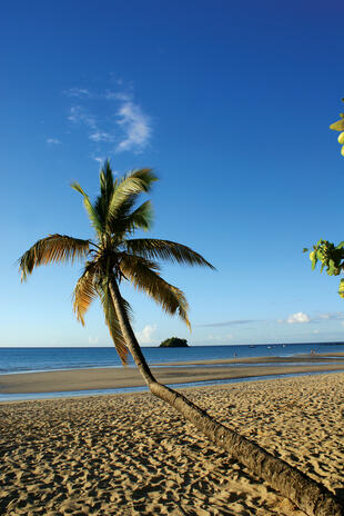 Kokosnusspalme am Strand von Madagaskar