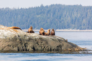 Seelöwen auf Vancouver Island 