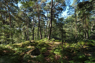 Uriger Wald im Nationalpark