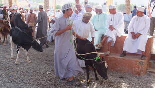 Viehmarkt in Nizwa