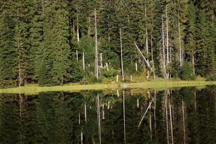 Bannwald Wilder See im Nationalpark Schwarzwald