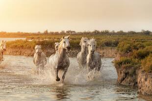 Camargue-Pferde