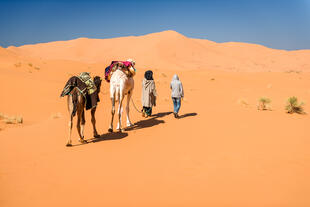 Kamele in Erg Chebbi