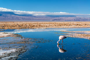 Salar de Atacama