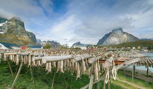 Stockfisch auf den Lofoten