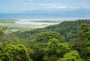 Cape Tribulation 