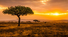 Sonnenuntergang in der Serengeti