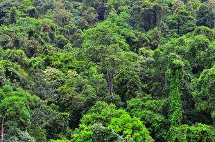 Bäume im Daintree National Park 