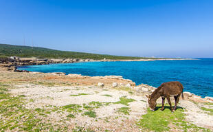 Strand auf der Karpaz-Halbinsel