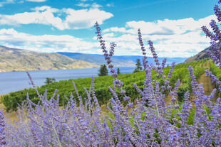 Ausblick über Okanagan Valley