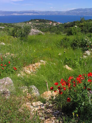 blühende Landschaft im Herzen der Insel