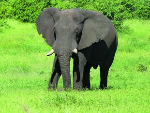 Elefant in einer der Nationalparks