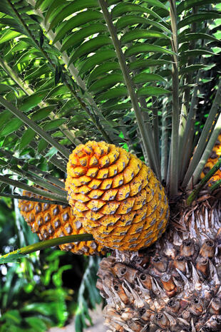 Heimische Pflanzen im Botanischen Garten 