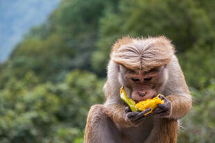 Affe in Yala-Nationalpark