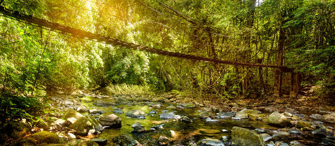 Dschungel im Khao Sok Nationalpark