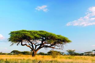 Landschaft in Kenia