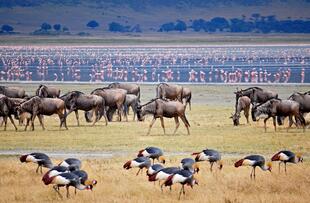 Tierherden am Lake Manyara