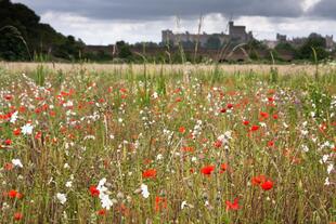 Wildblumenwiese Windsor Castle