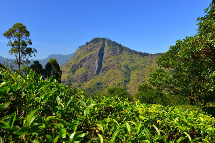 Bandarawela