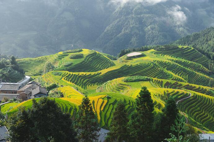 Sicht auf die Reisterrassen von Longsheng 