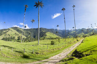 Valle del Cocora