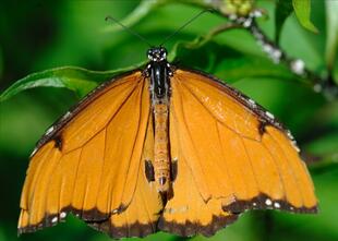 wunderschöner Schmetterling 