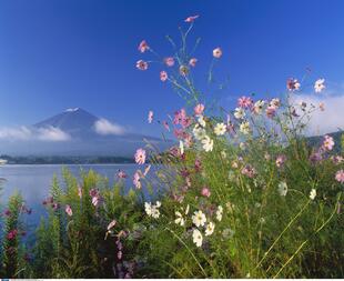 Blumen vorm Fuji