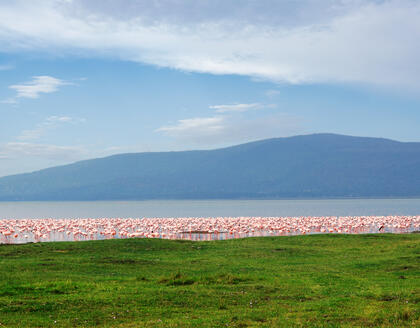 Flamingos im Nakuru-See