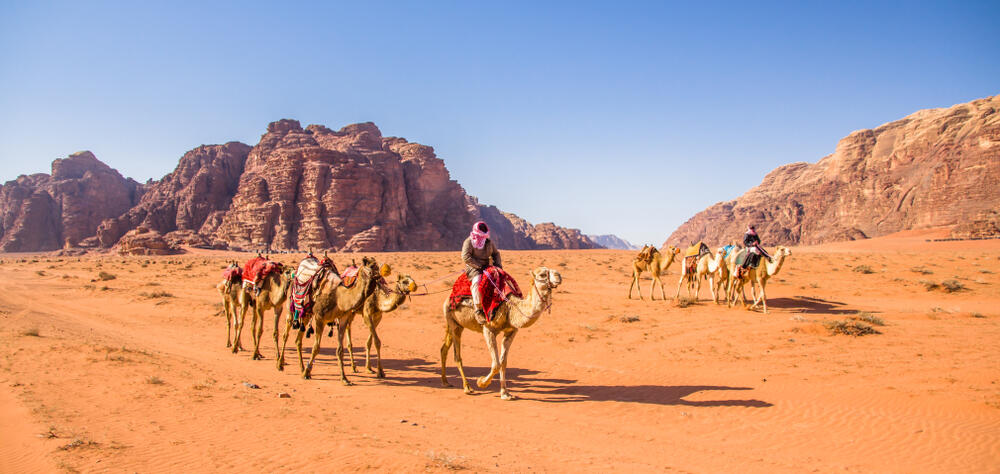 kamele in Wadi Rum