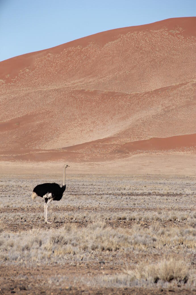 Sandberge von Sossusvlei