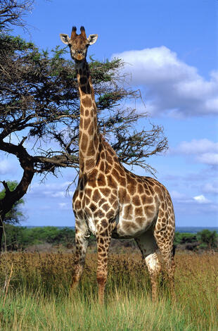 Giraffe in einem der Nationalparks