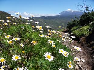 Pico Gala und Teide vom Teno