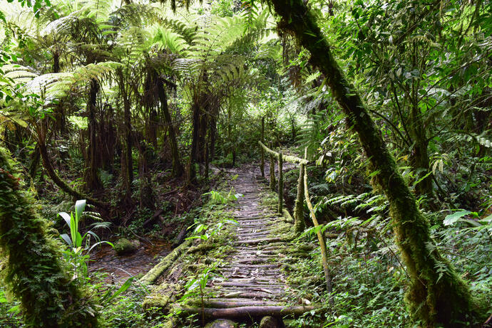 Bwindi Nationalpark Holzpfad