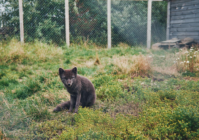 Polarfuchs im Arctic Centre