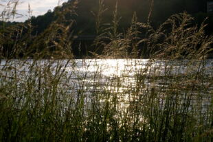 Rheinufer in der Abendsonne 