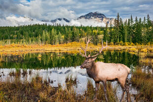 Elch im Jasper National Park 